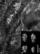 Afbeeldingsresultaten voor "pseudoplexaura Flagellosa". Grootte: 139 x 185. Bron: www.researchgate.net