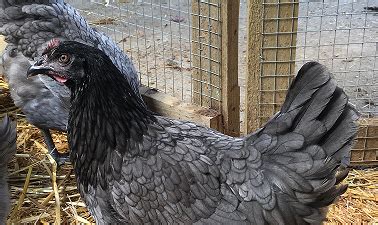introducing  blue hen  poultry centre