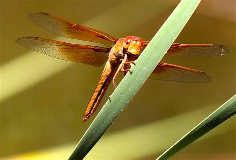 red dragonfly photo  dragonfly foundation