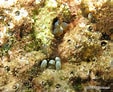 Image result for "lebrunia Coralligens". Size: 113 x 92. Source: bioobs.fr