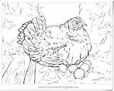 Coloring Chicken Plus Google Twitter Printable Pages sketch template