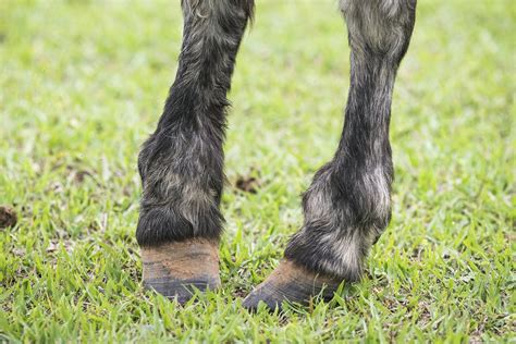 brittle hooves  horses symptoms  diagnosis treatment