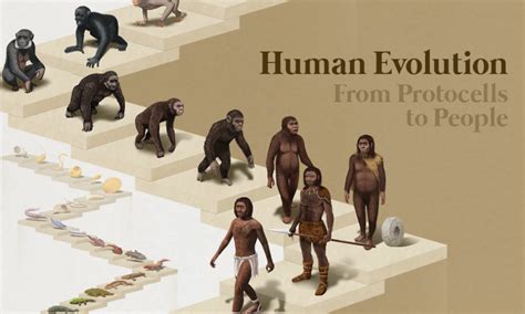 unbelievable facts journey  human evolution unveiled