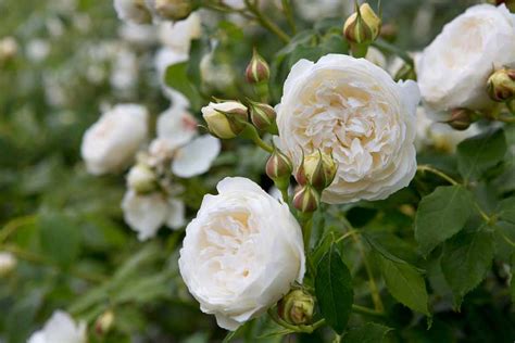 rosa claire austin climbing rose bbc gardeners world magazine