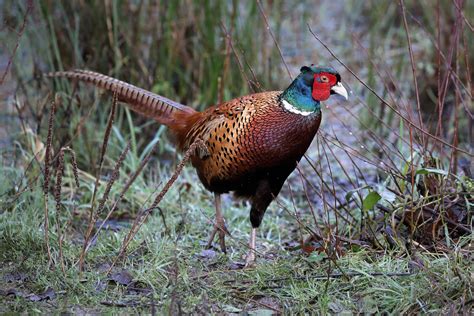 common pheasant  peter miles birdguides