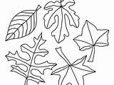 Pages Toronto Coloring Getcolorings Leafs Maple sketch template