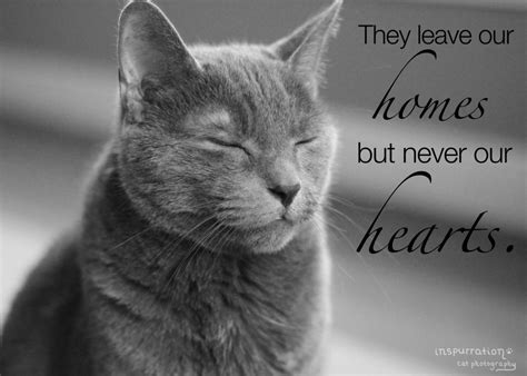 Final Goodbye Loss Of Cat Quotes 84181ccb9cb414e14edff5186b149374 