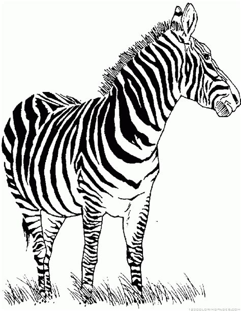 zebra coloring pages part