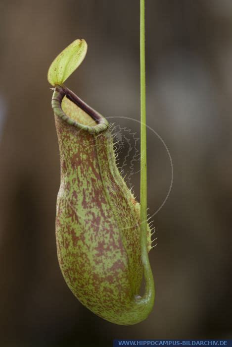 nepenthes tos