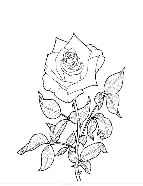 realistic rose coloring pages   goodimgco
