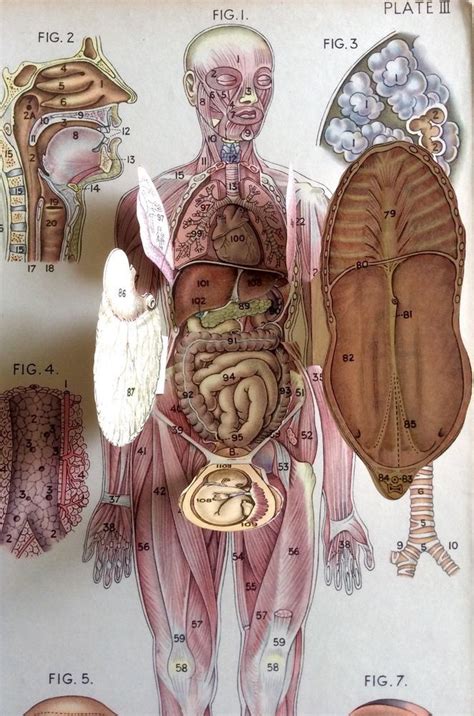 female diagram anatomy