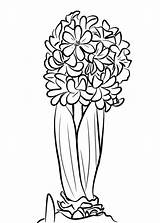 Coloring Pages Hyacinth Flowers Printable Online Adults sketch template