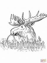 Moose Coloring Pages Grass Printable Sitting Color Print Outline Head Drawing Baby Kids Getcolorings Sketch Getdrawings Template sketch template