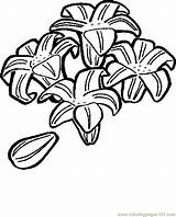 Easter Lily Printable Coloring Pages Holidays Entertainment Color sketch template