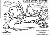 Duck Coloring Pages Colouring Mallard Ducklings Ducks Pond Way Make Drawing Sheets Sheet Printable Adult Kids Flying Template Activities Wildlife sketch template