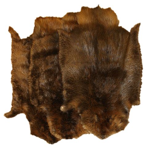 glacier wear northern beaver pelts  sale