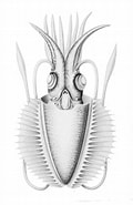 Afbeeldingsresultaten voor Chtenopterygidae. Grootte: 120 x 185. Bron: eol.org
