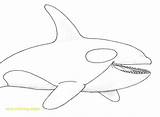 Orca Futurama Davemelillo Whale sketch template
