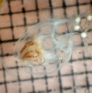 Afbeeldingsresultaten voor Calycopsis Orde. Grootte: 183 x 185. Bron: www.marinespecies.org