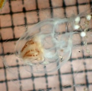 Afbeeldingsresultaten voor Calycopsis stam. Grootte: 187 x 185. Bron: www.marinespecies.org