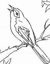 Coloring Mockingbird Bird Pages Drawing Perch Branch Template Cautious Texas Tree 776px 42kb Getdrawings Color sketch template