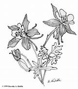 Columbine Flower Colorado Blue Coloring Drawing Drawings Sketch Getdrawings 65kb 667px sketch template