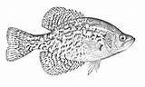 Coloring Crappie Clipart Fish Clip Walleye Library Hunting Cliparts Photobucket Hook sketch template