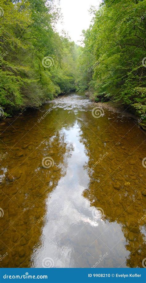 forest river stock photo image  forest environment