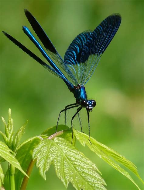 images  dragonfly pictures  pinterest nature dragon