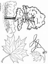 Tree Coloring Maple Pages Printable Getcolorings Sheet Recommended sketch template