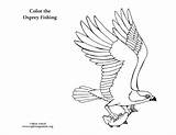 Osprey Coloring Birds Pages Prey Bird Falcon Fishing Color Drawing Peregrine Printable Realistic Cage Getdrawings Chickadee Getcolorings Nature Songbirds Sponsors sketch template