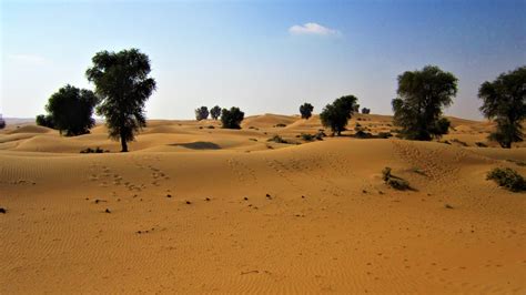 dubai desert conservation reserve exploring  desert landscape