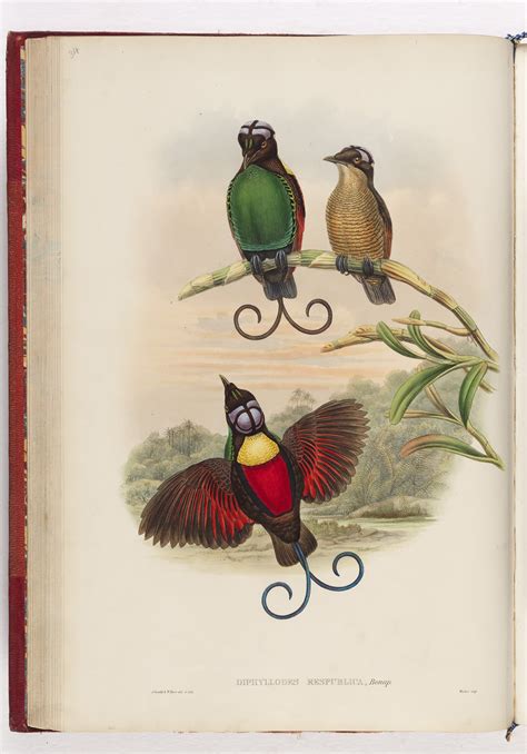 Birds Of Paradise Papua New Guinea Png Forty Years Of