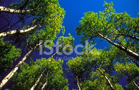 aspen cathedral stock photo royalty  freeimages