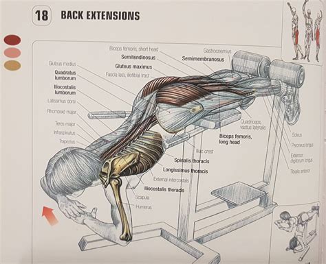 weightlifting    extension work physical fitness stack