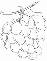 Grapes Uvas Uva Weintrauben Anggur Buah Fruits Grape Mewarnai Racimos Bestcoloringpages Cliparts Mosaic Draw sketch template