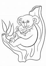 Koala Sleeping sketch template