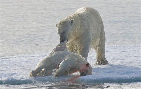 cannibal polar bear eating  bears cub rnatureismetal
