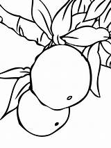 Coloring Pages Mandarin Tangerine Fruits sketch template