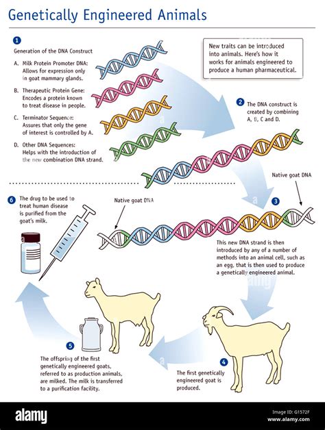 la ingeniería genética es un método potente y selectiva de la