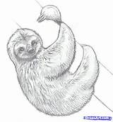 Sloth Zeichnen Sloths Faultier Dragoart Rainforest Realistic Pages Skizze Zeichnet Zeichnung Makangeni Bleistiftzeichnungen Bleistiftzeichnung Skizzen Tieren sketch template