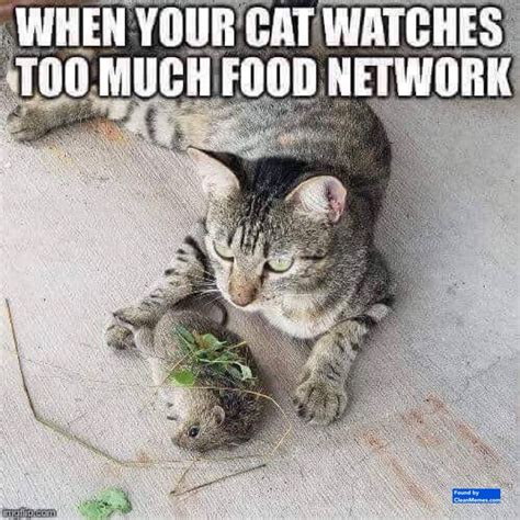 Cat Memes Clean Memes