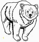 Grizzly Bear Coloring Pages Divyajanani sketch template