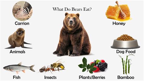 bears eat feeding nature