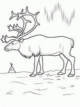 Hirsch Tundra Reindeer Ciervo Malvorlagen ártico Ecosystem Collegesportsmatchups sketch template