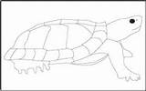 Tortoise Coloring Reptiles Tracing Pages Mathworksheets4kids sketch template