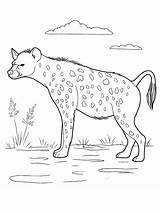 Hyena Coloring Pages Animals Colorkid sketch template