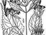 Snakeroot Ageratina Lesser Aromatica sketch template