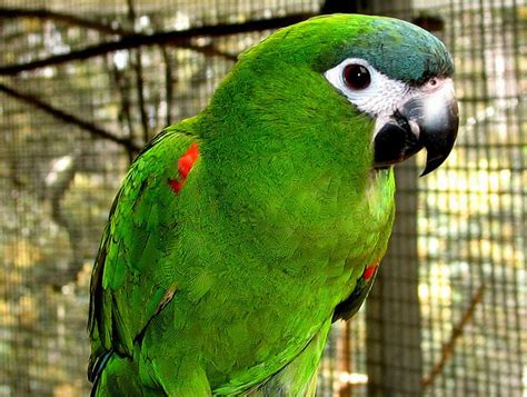 handling  mini macaws   based   species    great  beginners