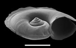 Afbeeldingsresultaten voor Atlanta echinogyra Anatomie. Grootte: 157 x 100. Bron: tolweb.org